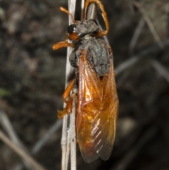 Pergidae sp. (family) at Gungahlin, ACT - 21 Mar 2018