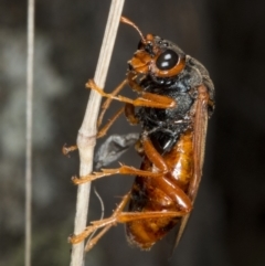 Pergidae sp. (family) at Gungahlin, ACT - 21 Mar 2018