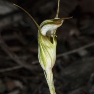 Diplodium ampliatum at Gungahlin, ACT - 21 Mar 2018