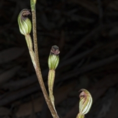 Speculantha rubescens (Blushing Tiny Greenhood) at Crace, ACT - 21 Mar 2018 by DerekC