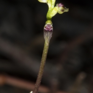 Corunastylis clivicola at Crace, ACT - 21 Mar 2018