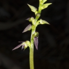 Corunastylis clivicola (Rufous midge orchid) at Crace, ACT - 21 Mar 2018 by DerekC