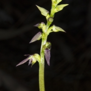 Corunastylis clivicola at Crace, ACT - suppressed