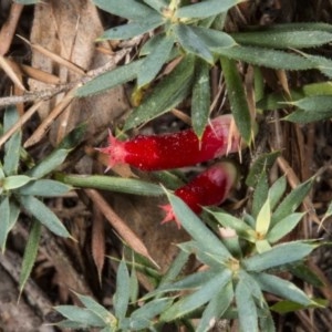 Styphelia humifusum at Crace, ACT - 21 Mar 2018