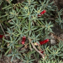 Styphelia humifusum at Crace, ACT - 21 Mar 2018