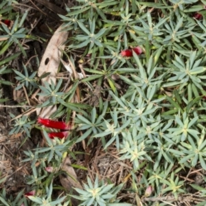 Styphelia humifusum at Crace, ACT - 21 Mar 2018