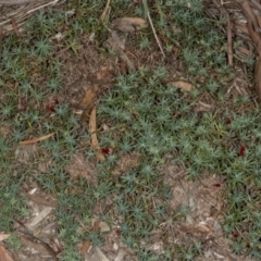 Styphelia humifusum at Crace, ACT - 21 Mar 2018