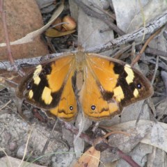 Heteronympha merope (Common Brown Butterfly) at Kambah, ACT - 21 Mar 2018 by MatthewFrawley