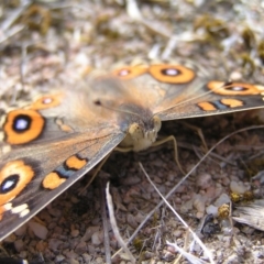 Junonia villida (Meadow Argus) at Kambah, ACT - 21 Mar 2018 by MatthewFrawley