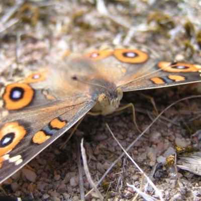 Junonia villida (Meadow Argus) at Mount Taylor - 21 Mar 2018 by MatthewFrawley