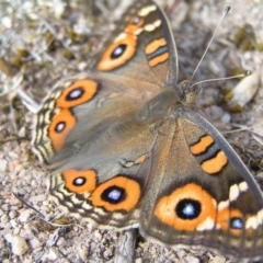 Junonia villida at Kambah, ACT - 21 Mar 2018