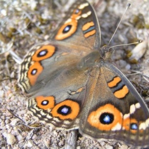 Junonia villida at Kambah, ACT - 21 Mar 2018