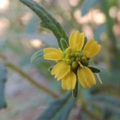 Sigesbeckia australiensis (Cobber Weed) at Gigerline Nature Reserve - 8 Mar 2018 by MichaelBedingfield