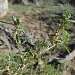Atriplex semibaccata (Creeping Saltbush) at Tennent, ACT - 8 Mar 2018 by MichaelBedingfield