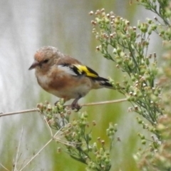 Carduelis carduelis at Fyshwick, ACT - 22 Mar 2018