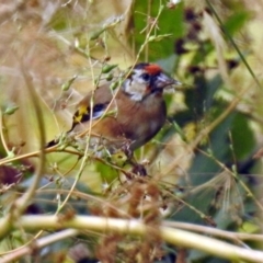 Carduelis carduelis at Fyshwick, ACT - 22 Mar 2018