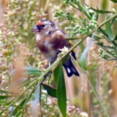 Carduelis carduelis at Fyshwick, ACT - 22 Mar 2018