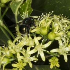 Xylocopa (Lestis) aerata (Golden-Green Carpenter Bee) at Acton, ACT - 22 Mar 2018 by DerekC
