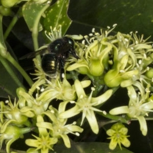 Xylocopa (Lestis) aerata at Acton, ACT - 22 Mar 2018 11:22 AM