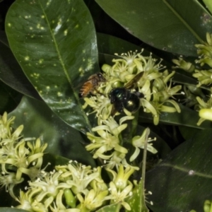 Xylocopa (Lestis) aerata at Acton, ACT - 22 Mar 2018 11:22 AM