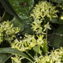 Xylocopa (Lestis) aerata at Acton, ACT - 22 Mar 2018 11:22 AM