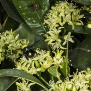 Xylocopa (Lestis) aerata at Acton, ACT - 22 Mar 2018 11:22 AM