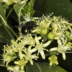 Xylocopa (Lestis) aerata at Acton, ACT - 22 Mar 2018 11:22 AM