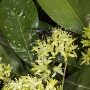 Xylocopa (Lestis) aerata at Acton, ACT - 22 Mar 2018 11:22 AM