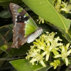 Graphium macleayanum (Macleay's Swallowtail) at Acton, ACT - 22 Mar 2018 by DerekC