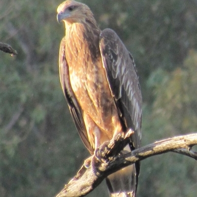 Haliaeetus leucogaster (White-bellied Sea-Eagle) at Stromlo, ACT - 12 Mar 2018 by KumikoCallaway