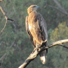 Haliaeetus leucogaster at Stromlo, ACT - 12 Mar 2018 12:00 AM