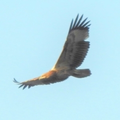 Haliaeetus leucogaster at Stromlo, ACT - 12 Mar 2018 12:00 AM