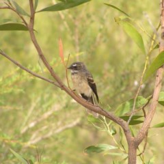 Rhipidura albiscapa (Grey Fantail) at Mount Taylor - 21 Mar 2018 by MatthewFrawley