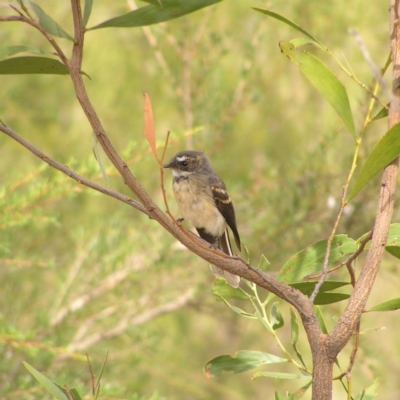 Rhipidura albiscapa (Grey Fantail) at Mount Taylor - 21 Mar 2018 by MatthewFrawley