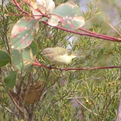 Smicrornis brevirostris (Weebill) at Mount Taylor - 21 Mar 2018 by MatthewFrawley