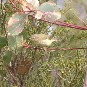 Smicrornis brevirostris at Kambah, ACT - 21 Mar 2018