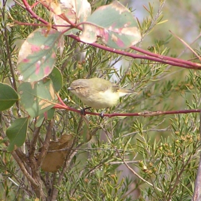 Smicrornis brevirostris (Weebill) at Mount Taylor - 21 Mar 2018 by MatthewFrawley