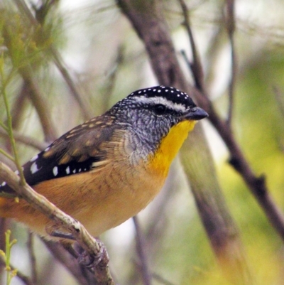 Pardalotus punctatus (Spotted Pardalote) at Mount Taylor - 21 Mar 2018 by MatthewFrawley