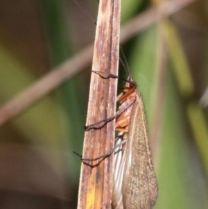 Trichoptera sp. (order) at Cotter River, ACT - 17 Mar 2018