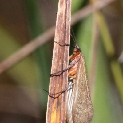 Trichoptera sp. (order) (Unidentified Caddisfly) at Cotter River, ACT - 17 Mar 2018 by HarveyPerkins