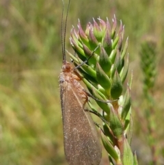 Trichoptera sp. (order) at Cotter River, ACT - 17 Mar 2018