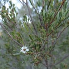 Kunzea ericoides (Burgan) at Tennent, ACT - 8 Mar 2018 by michaelb