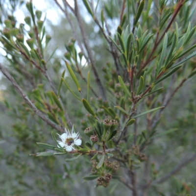 Kunzea ericoides (Burgan) at Tennent, ACT - 8 Mar 2018 by michaelb