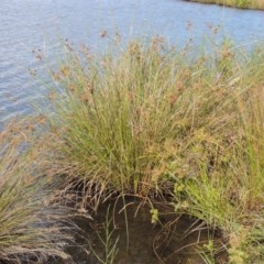 Cyperus gunnii subsp. gunnii (Flecked Flat-Sedge) at Weston Creek, ACT - 12 Feb 2018 by MichaelBedingfield