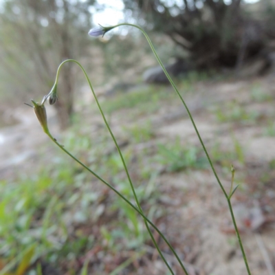 Wahlenbergia multicaulis (Tadgell's Bluebell) at Tennent, ACT - 8 Mar 2018 by michaelb