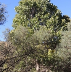 Populus deltoides (Eastern Cottonwood) at Gigerline Nature Reserve - 8 Mar 2018 by MichaelBedingfield