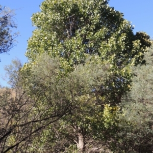 Populus deltoides at Tennent, ACT - 8 Mar 2018