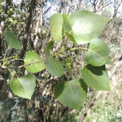 Populus deltoides at Tennent, ACT - 8 Mar 2018 05:43 PM