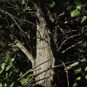 Populus deltoides at Tennent, ACT - 8 Mar 2018