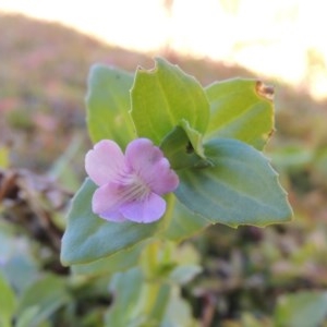 Gratiola peruviana at Tennent, ACT - 8 Mar 2018